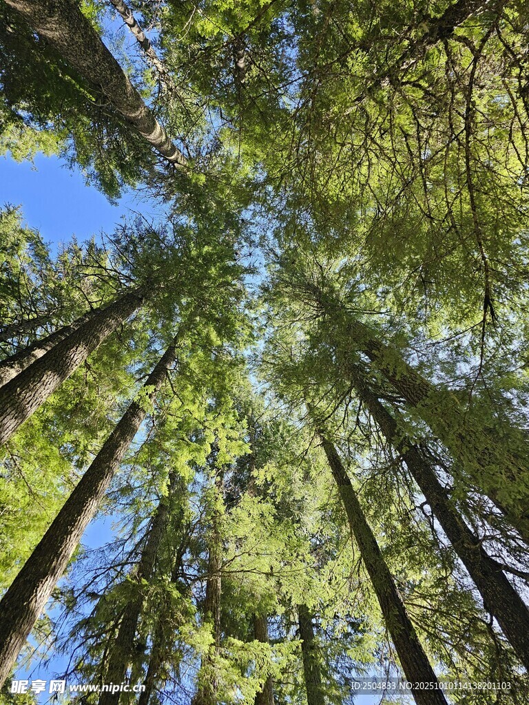 仰望茂密森林参天大树