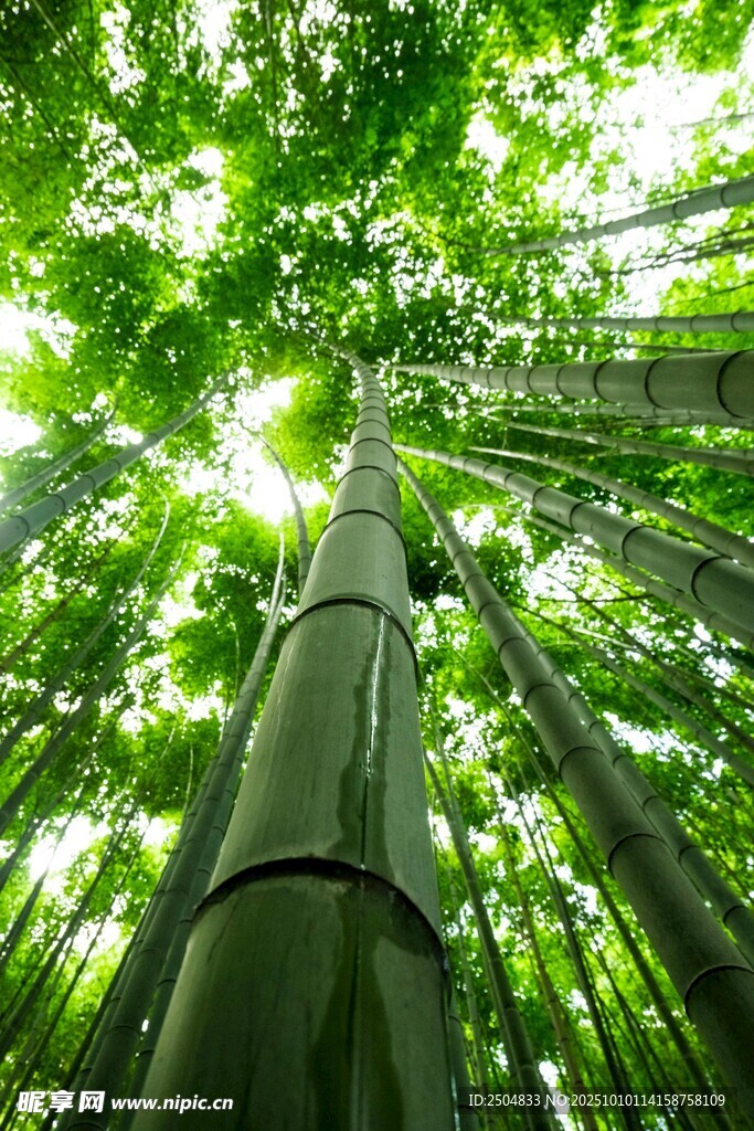 翠绿竹林 向上生长的力量