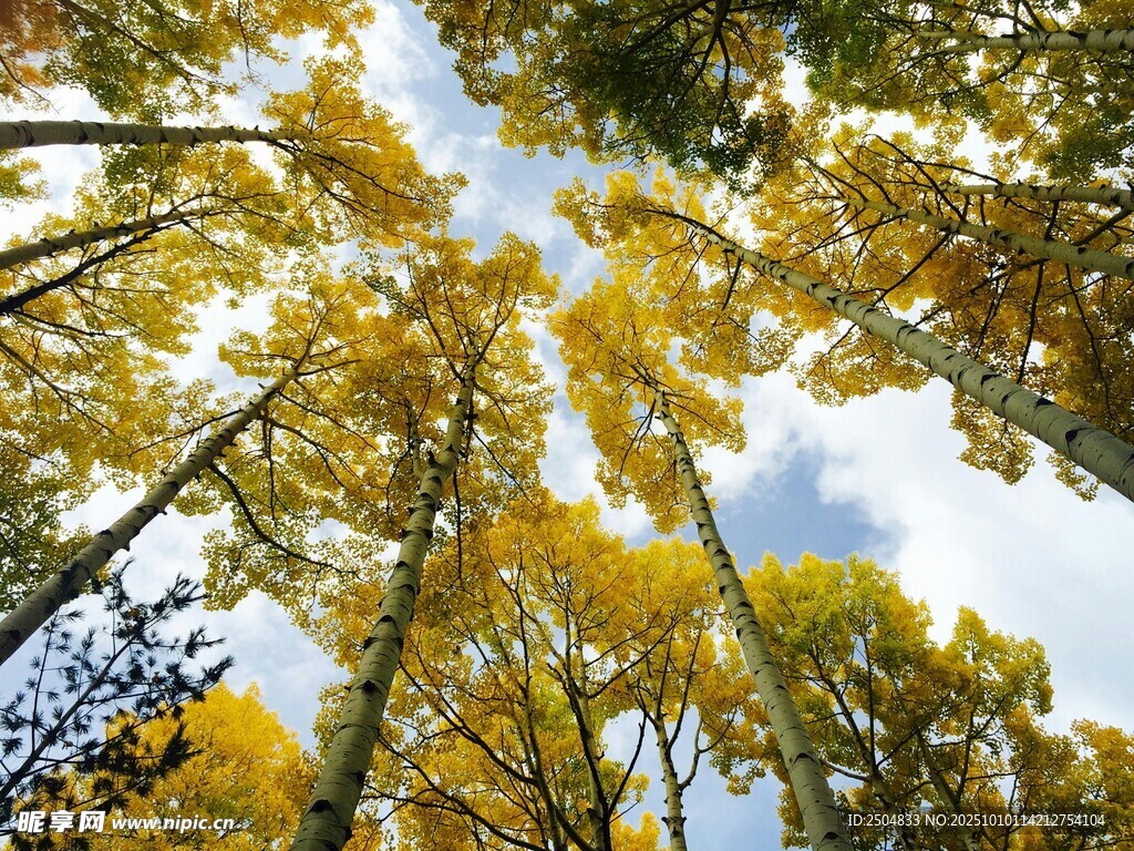 仰观秋日金黄树林