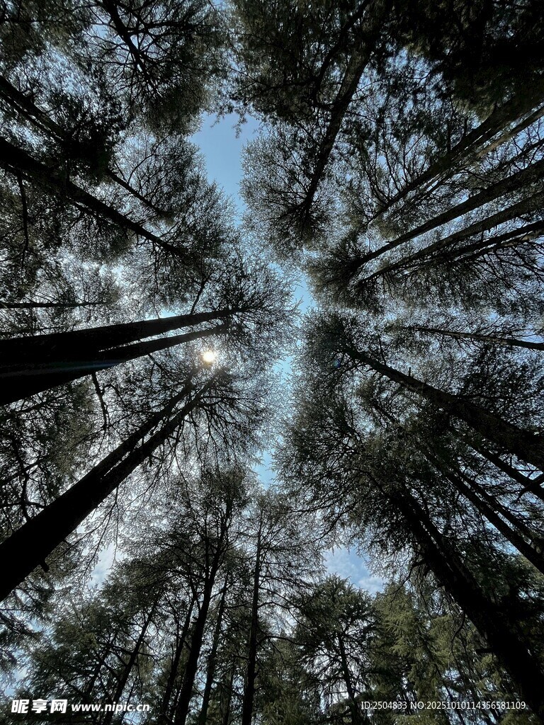 仰望茂密森林中的天空