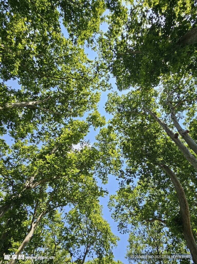 仰望茂密森林树冠