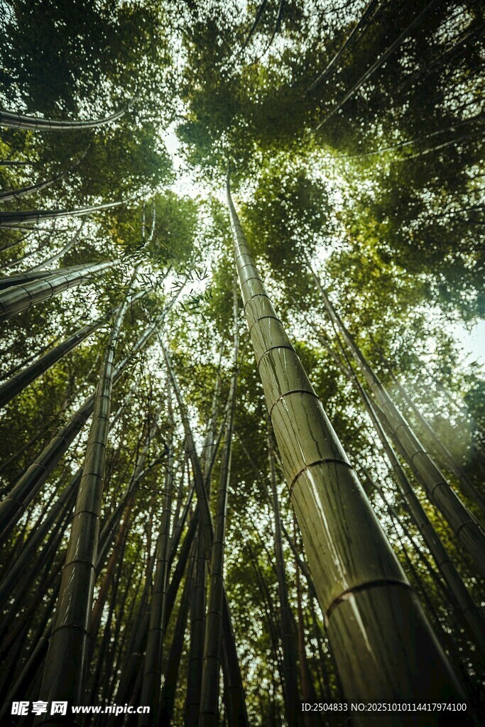 阳光穿透茂密竹林景象