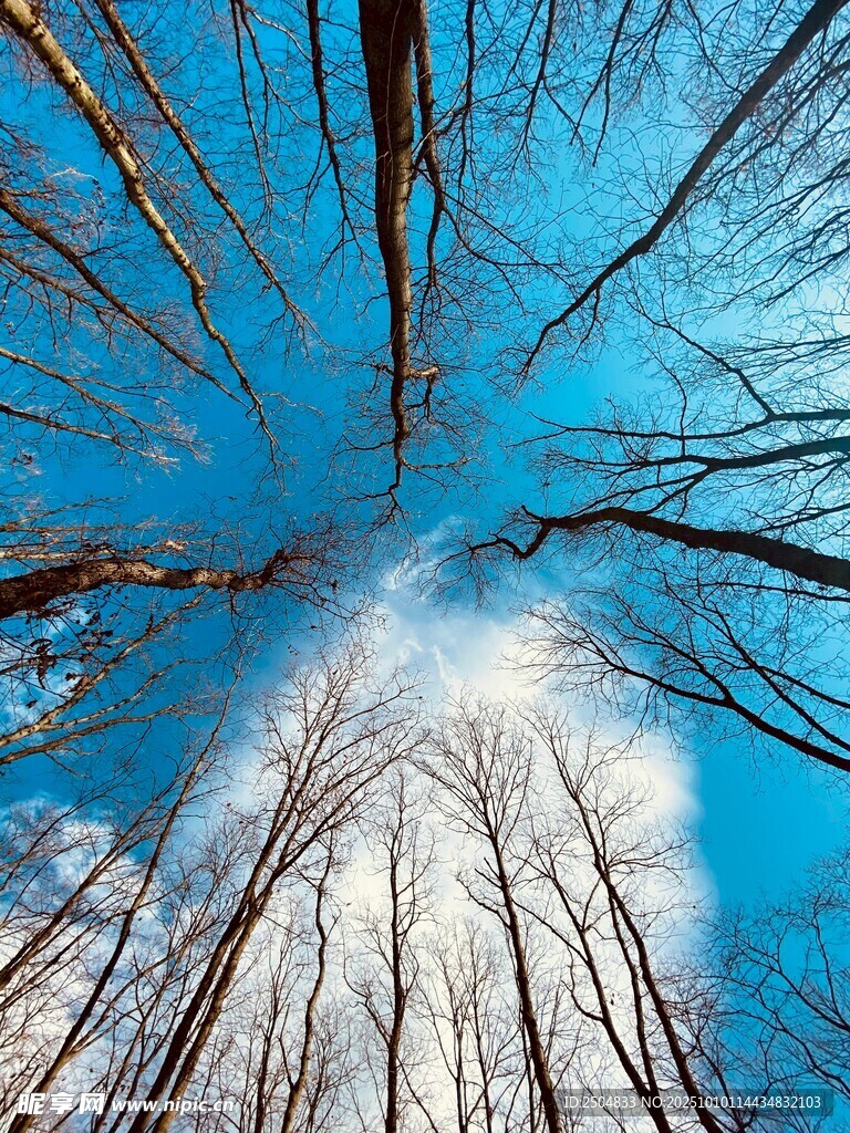 仰观冬日树林蓝天美景