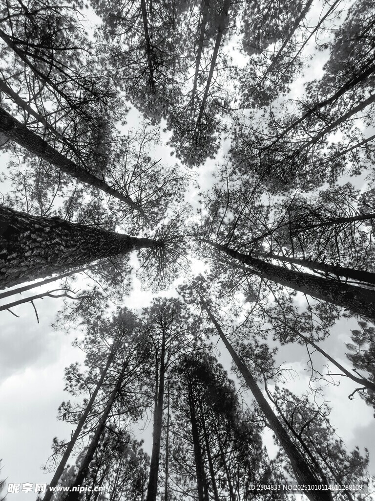 仰望参天森林树木