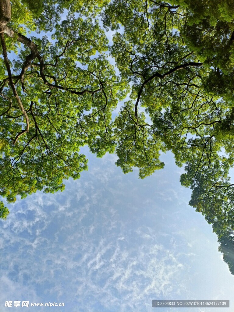 仰望树冠下的蓝天绿意