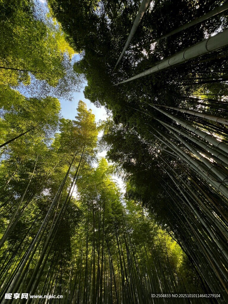翠绿竹林仰望天空美景