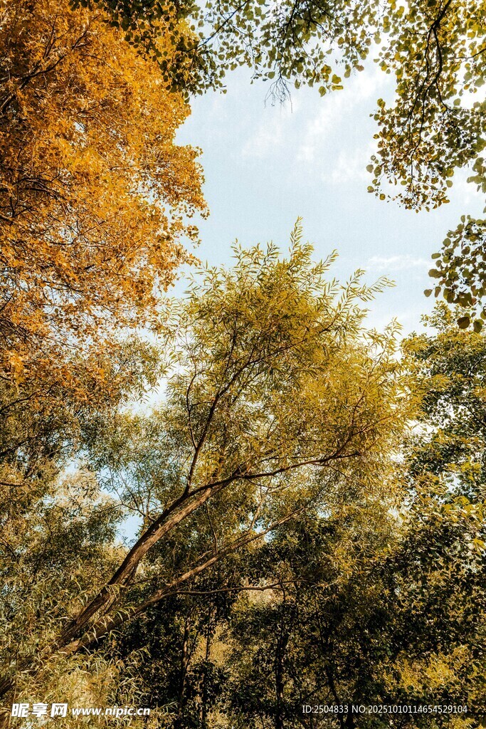 秋日林间树梢美景