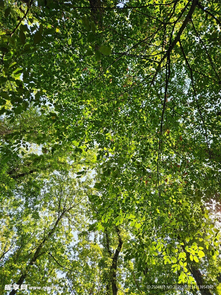 仰视茂密树林绿意盎然