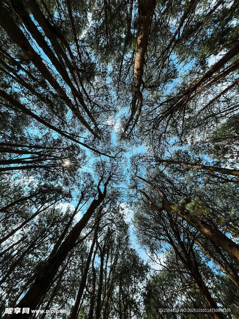 仰视冬日树林奇幻景象