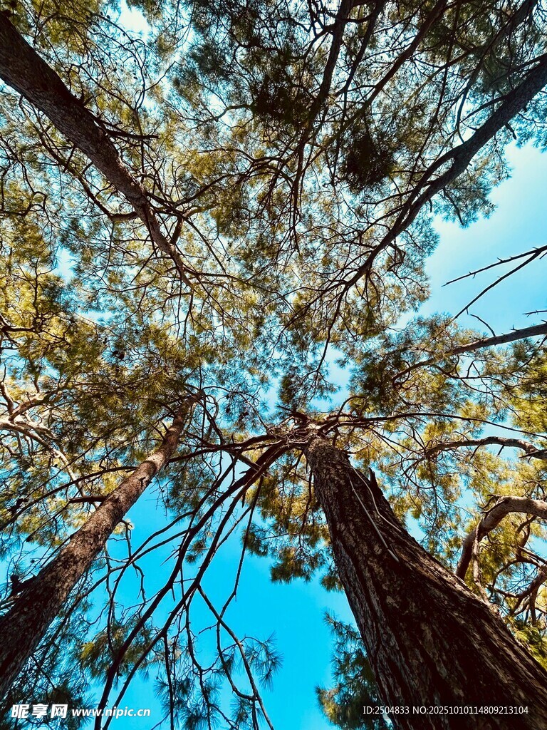 仰望森林树冠的美丽景致