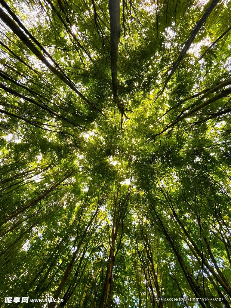 仰视茂密树林绿意盎然