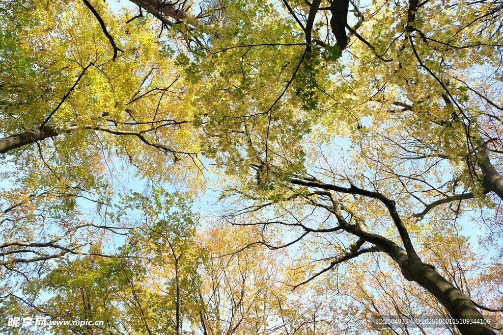 秋日树林枝叶蓝天美景