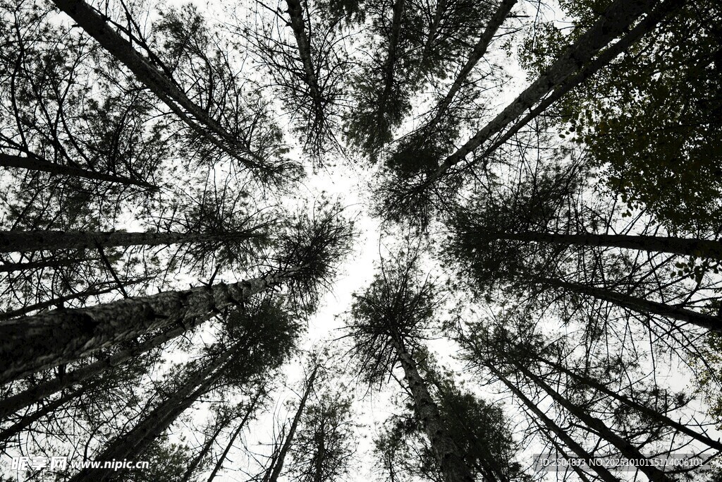 仰望森林树木的黑白景象