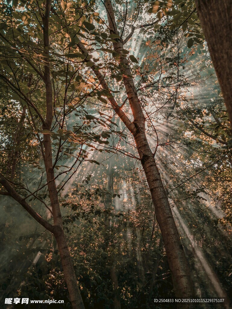 林间阳光洒落的静谧美景