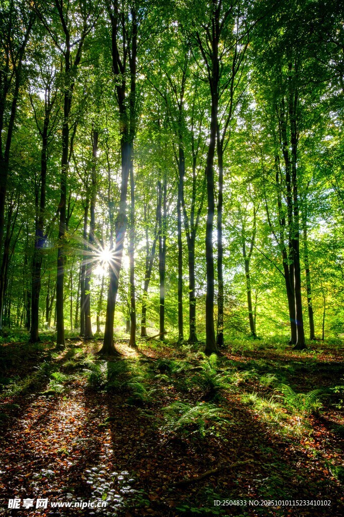 阳光洒落的静谧森林