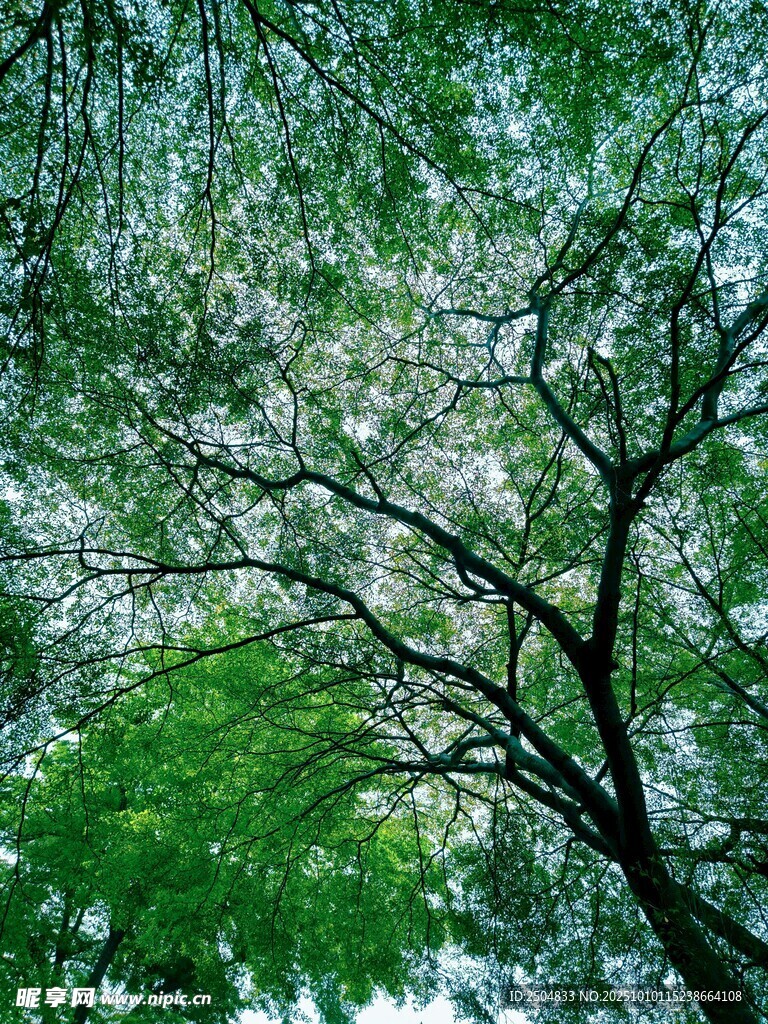 春日繁花满枝的翠绿树木