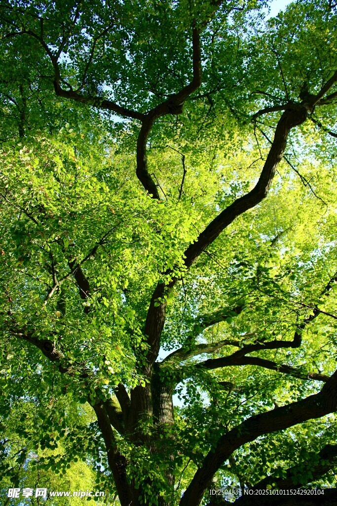 繁茂绿树 阳光洒落枝叶间
