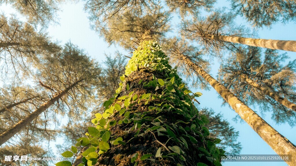仰望茂密森林中的高大树木