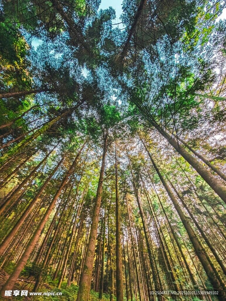 仰望茂密挺拔的翠绿竹林