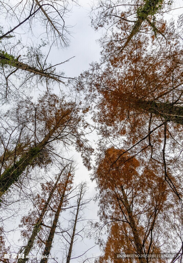 雪覆树林仰拍冬日景象