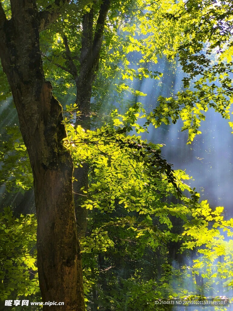 阳光穿透树林的静谧景致