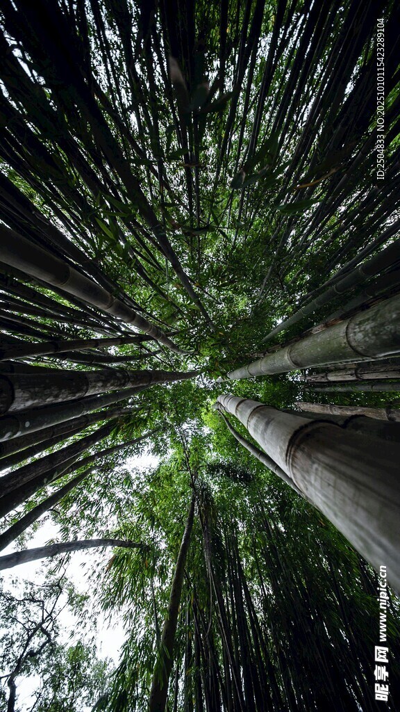 仰视葱郁竹林景观