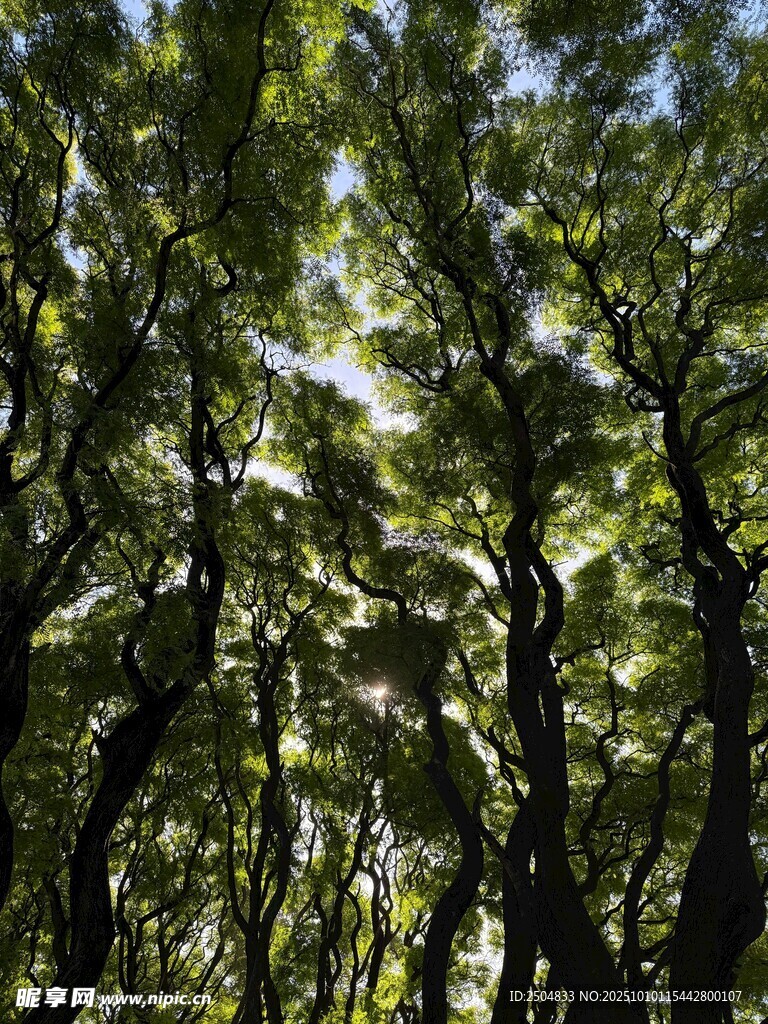 阳光洒落茂密树林景象