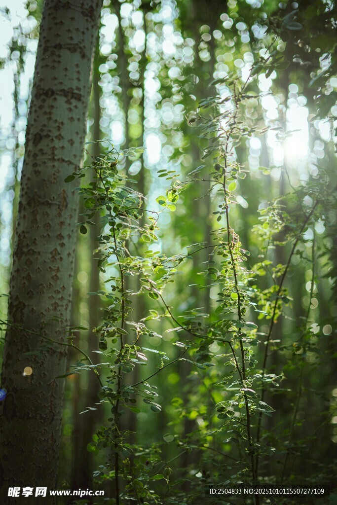 阳光洒落的静谧森林