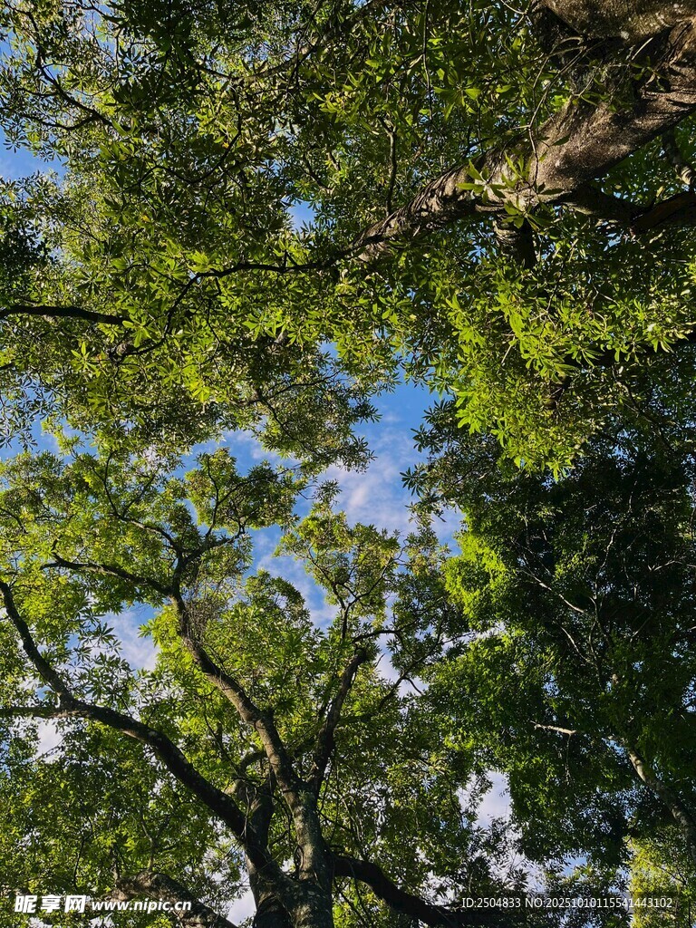 仰望繁茂绿树与蓝天