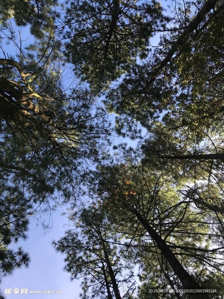 仰望茂密树林中的蓝天
