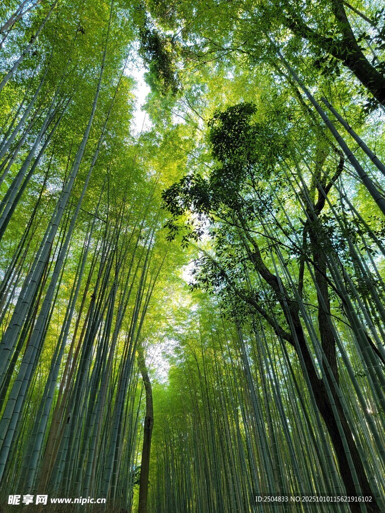 翠绿竹林 阳光倾洒之景