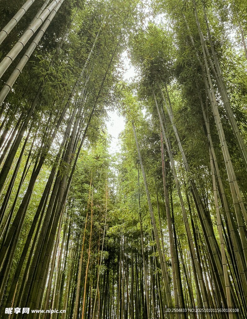 翠绿竹林 自然清新之景