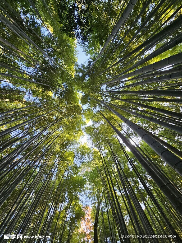 仰望茂密挺拔的翠绿竹林