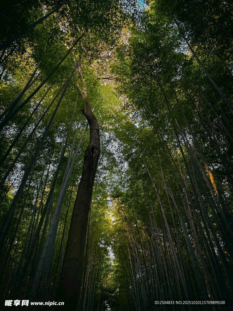阳光洒落的静谧竹林