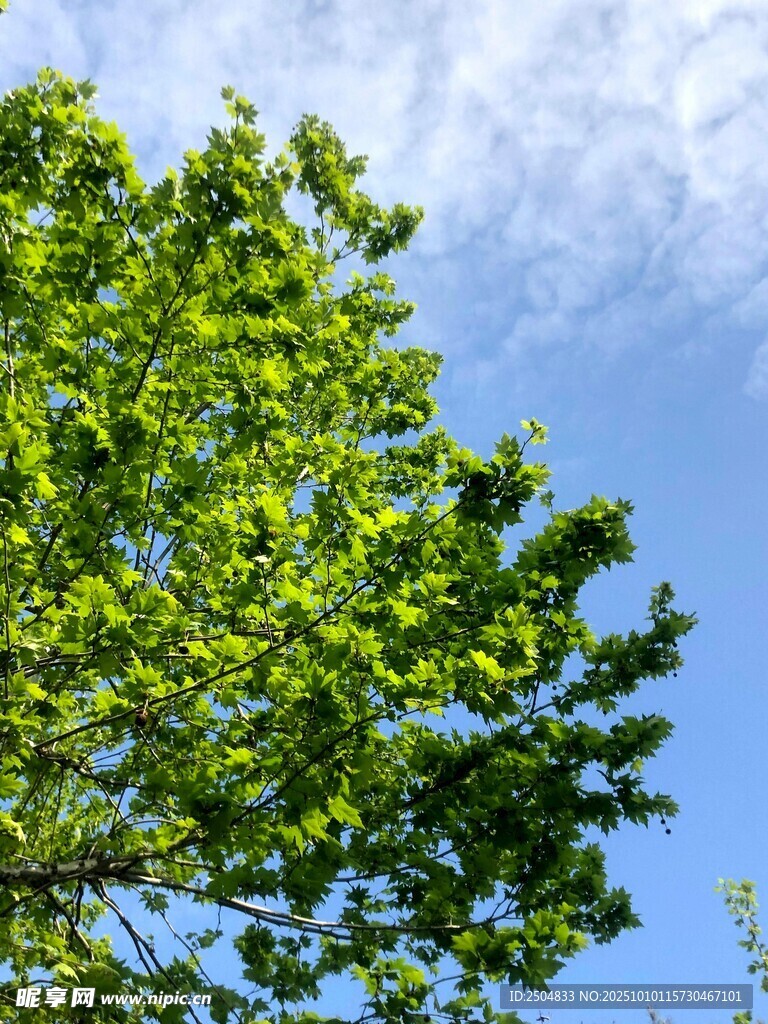 蓝天绿叶 清新自然景致