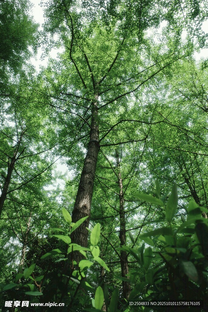 茂密森林绿意盎然的景象