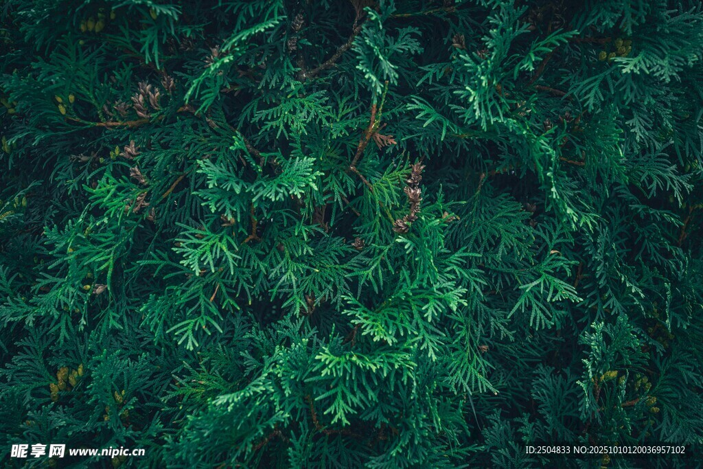 茂密翠绿的植物景观