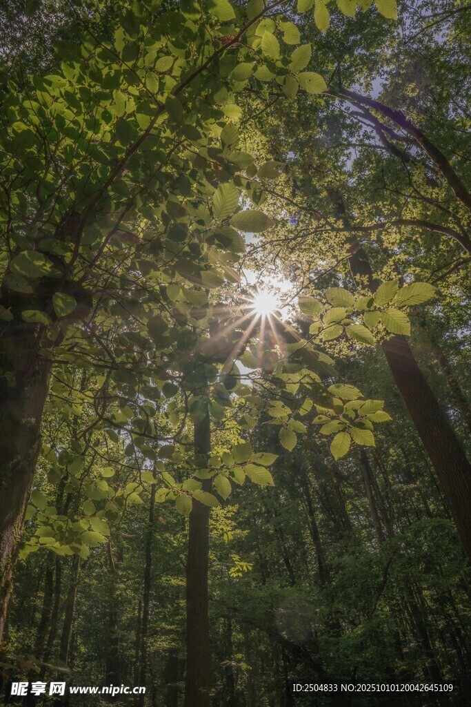阳光穿透树林的静谧景象