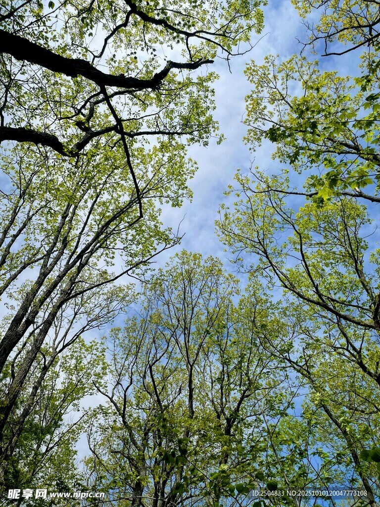 仰视林间树梢蓝天美景