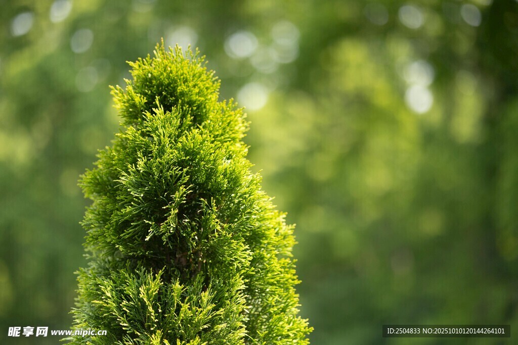 挺拔翠绿的小型针叶植物