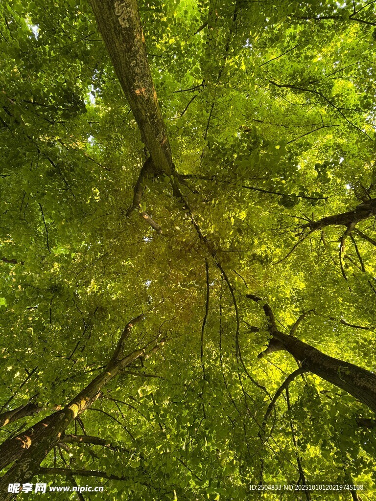 仰视葱郁树林树冠美景