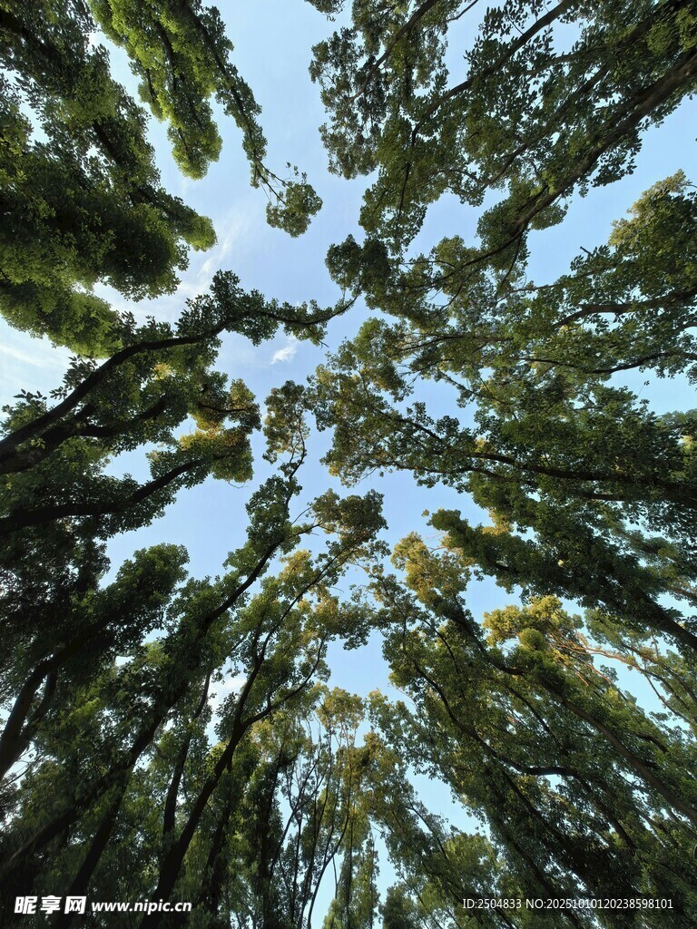 仰望茂密树林的天空