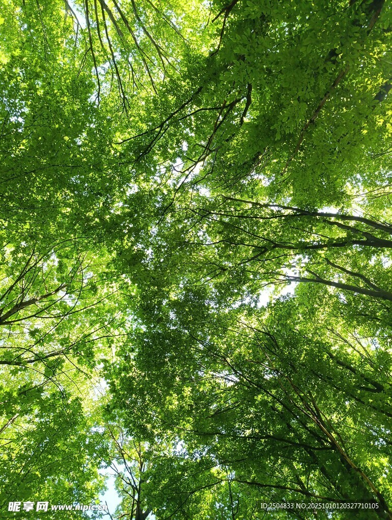 仰视葱郁森林树冠美景