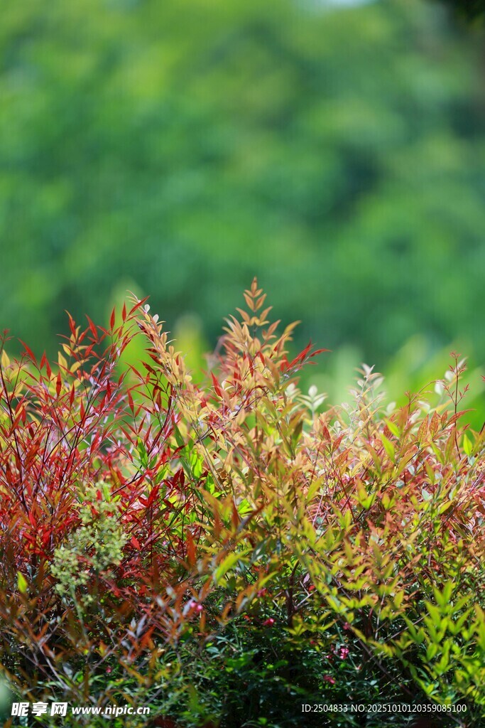 多彩植物特写