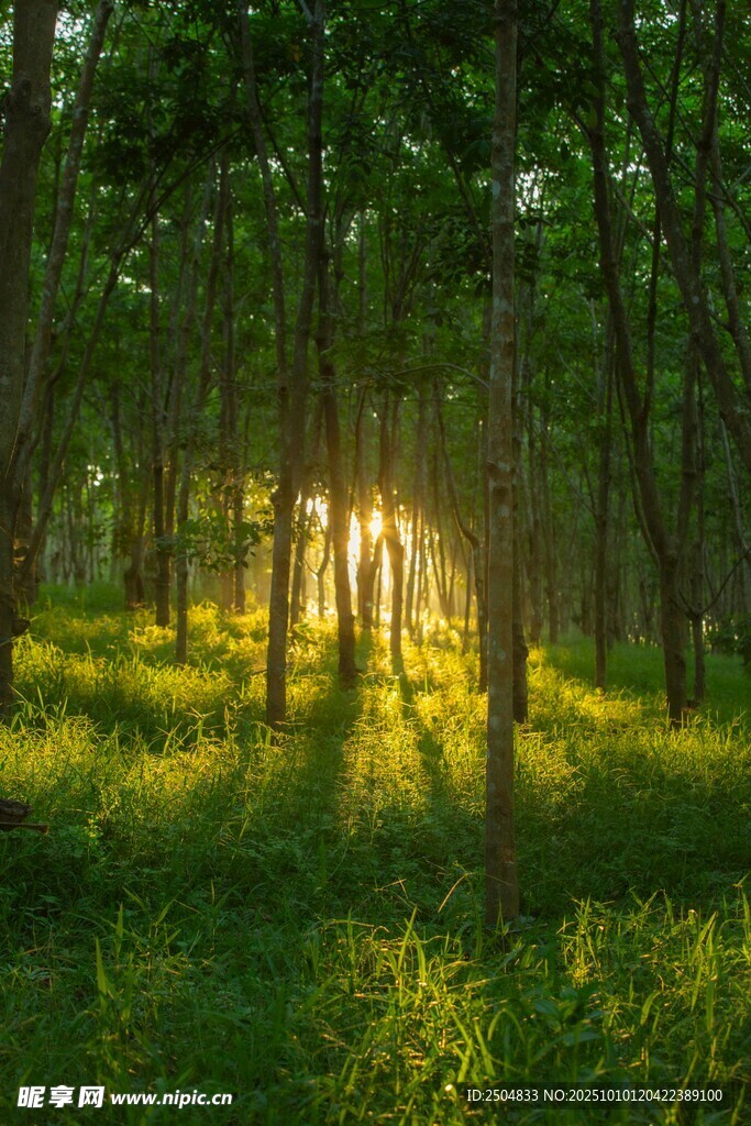 林间阳光洒落的静谧美景