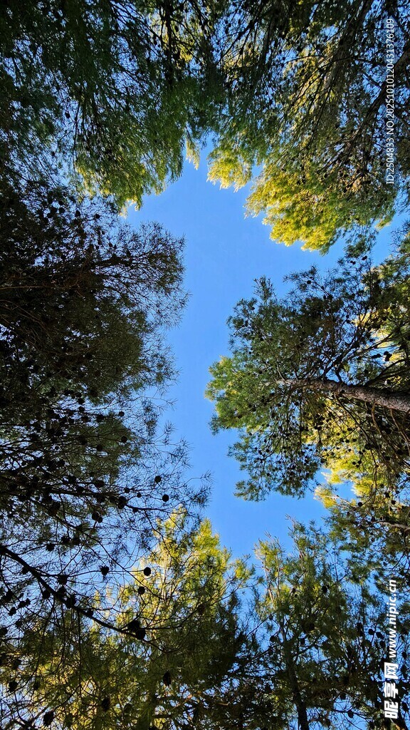 仰望林间蓝天