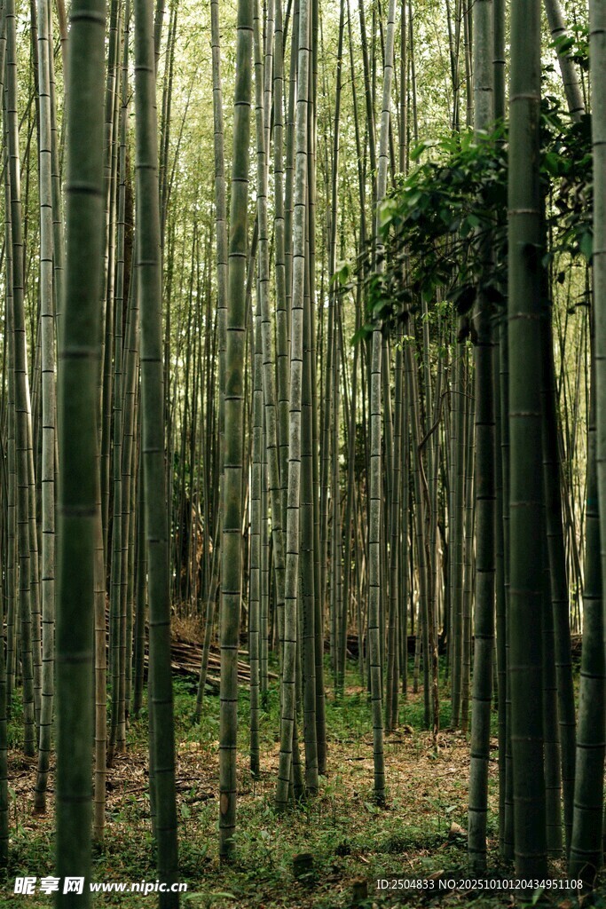 静谧竹林风光