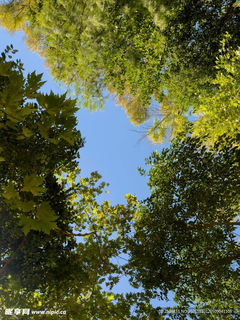仰望葱郁树冠蓝天美景