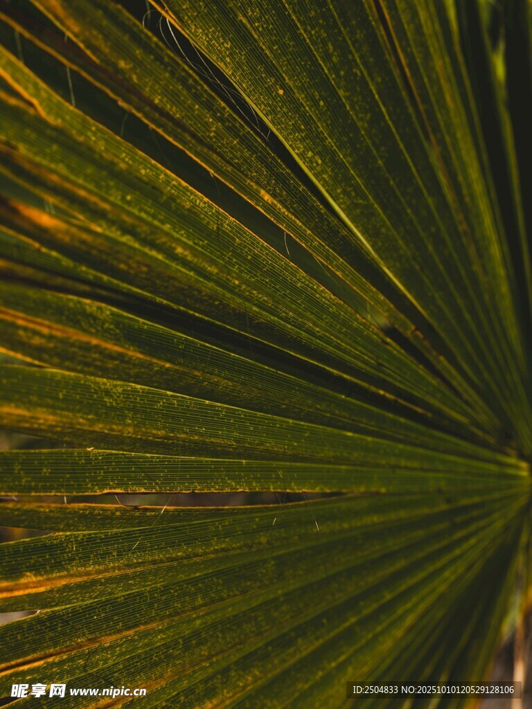 扇形棕榈叶特写