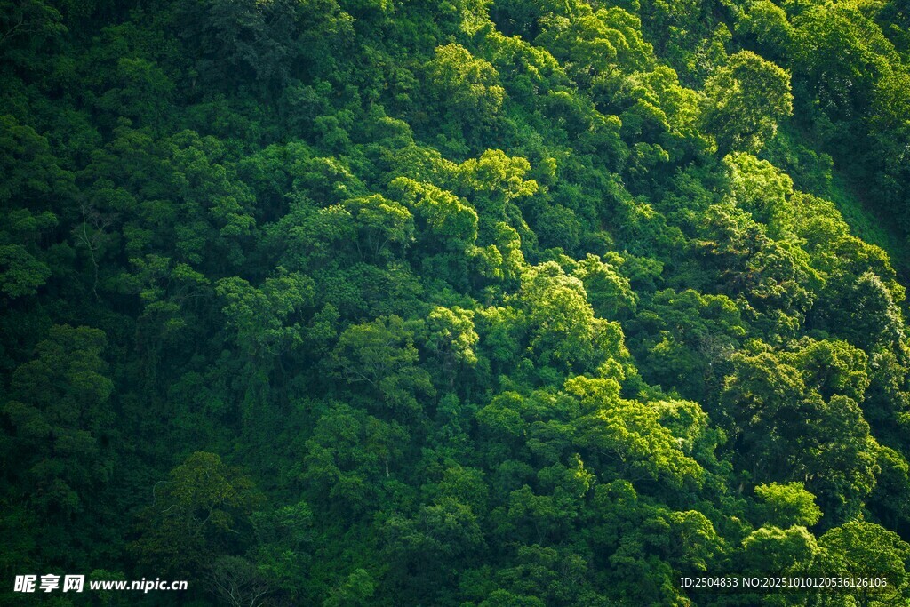 翠绿山林景观